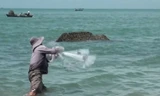 Quăng chài bắt cá đối.