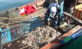 Tàu giã cào khai thác thủy sản theo lối tận diệt, càn quét tần tật tôm cá lớn nhỏ vừa bị bắt quả tang.
