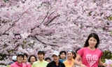 Ngắm vẻ đẹp rực rỡ của hoa anh đào Nhật Bản