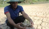 Lúa chết, đồng nứt nẻ nên nông dân lâm vào cảnh trắng tay