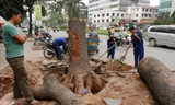Chủ tịch Hà Nội yêu cầu việc thay thế cây xanh phải có sự phê duyệt của lãnh đạo thành phố. Ảnh: Xuân Hoa