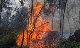 Đám cháy rừng tại huyện Nam Đàn.