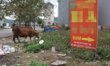 Sau phân lô bán nền, loạt khu đô thị kiểu mẫu thành nơi thả bò, trồng rau 
