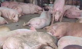 Phát hiện 70 con heo tiêm thuốc an thần tuồn về TPHCM giết mổ