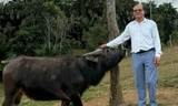 Trâu độc lạ Nghệ An đi về miền Tây