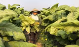Nông dân làm giàu bằng nông nghiệp bền vững