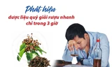Phát hiện dược liệu quý giải rượu nhanh chỉ trong 3 giờ