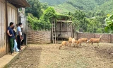 Nuôi hươu sao lấy nhung, nhiều hộ dân ở Lào Cai thoát nghèo
