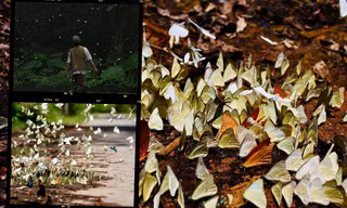 Đi Vườn quốc gia Cúc Phương: Mua vé online, check-in đừng quên bảo vệ loài bướm