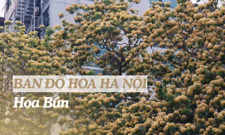 "Bản đồ" hoa tháng 4 Hà Nội: Hoa bún nở rộ, ngoài cây 300 tuổi còn góc check-in nào?