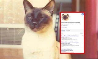 Một chú mèo là đồng tác giả công trình nghiên cứu khoa học, thực hư thế nào?