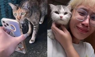 Cô gái ở Thái Lan tìm thấy mèo cưng đi lạc nhờ hỏi thăm các chú mèo hoang