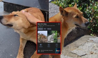 Em cún vàng "dẫn tour" được chấm 5 sao, mê người lạ nhưng "né" người quen?