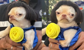 Loạt ảnh chú cún "tỏ thái độ" gây bão mạng, danh tính người chụp cùng gây bất ngờ