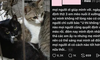 Cư dân mạng chung tay giải cứu 3 bé mèo trong đêm: Từng hành động nhỏ tạo phép màu lớn