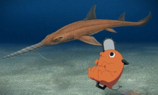 Loài cá mập mới tìm thấy được đặt tên theo nhân vật “Pochita” trong Chainsaw Man