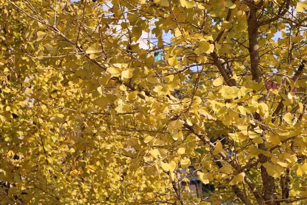z7281562289455-0eeee5c99131de0f780b2a02cbd3ebb8.jpg