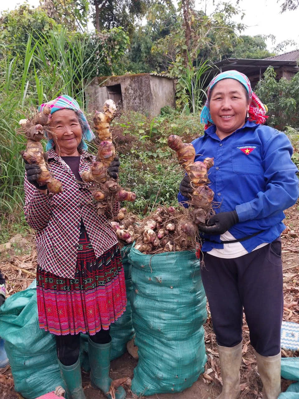Người lao động thu hoạch cây dong.