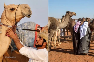 20 con lạc đà bị loại vì tiêm botox, “lạm dụng dao kéo” khi đi thi nhan sắc