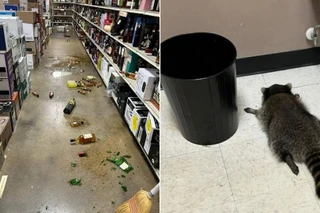 Gấu mèo đột nhập cửa hàng đồ uống, tự uống đến say xỉn rồi lăn ra ngủ tới sáng