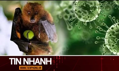 TIN NHANH: Bộ Y tế thông tin về dịch bệnh do virus Nipah và các biện pháp phòng chống
