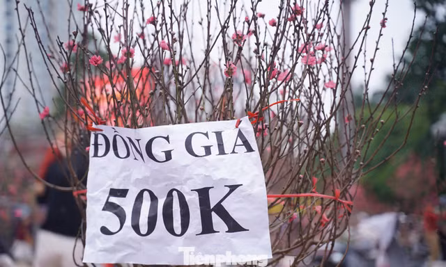 Người Hà Nội đổ xô đi săn đào, quất... đồng giá 