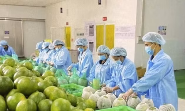 Vì sao Úc dừng nhập bưởi Việt Nam chỉ sau 5 tháng mở cửa?