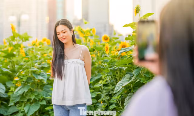​Mãn nhãn vườn hướng dương nghìn bông khoe sắc bên bờ sông Sài Gòn