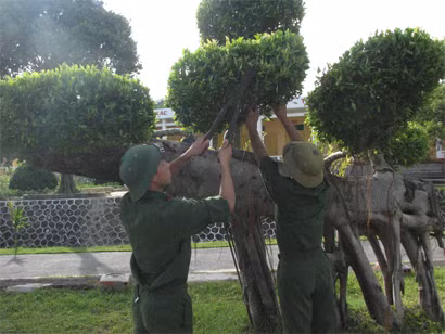 Lính đảo chăm sóc cây được ví như 'khẩu súng thần công' trên đảo. Ảnh: QĐND
