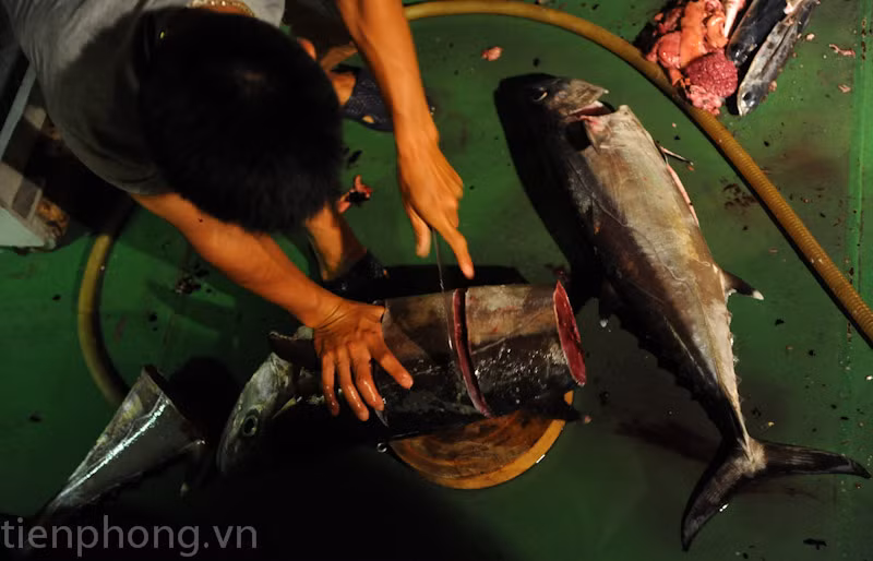 Những con cá được xử lý gọn gàng