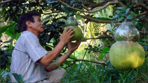 Ông Võ Trung Thành kiểm tra bưởi hồ lô trong vườn