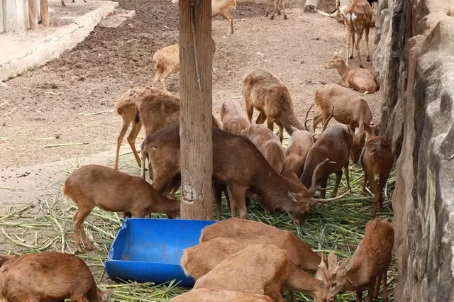 Bầy nai ở Thảo Cầm Viên Bầy nai ở Thảo Cầm Viên
