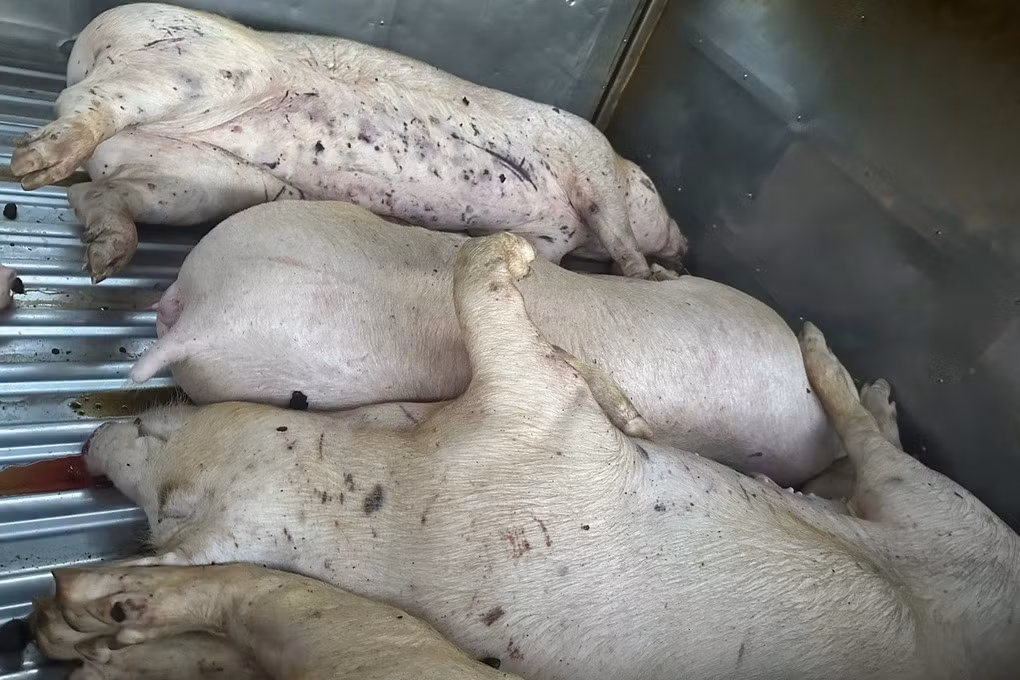 Nhà nước sẽ hỗ trợ một phần trong trường hợp lợn bệnh phải tiêu hủy. Ảnh: Công an cung cấp.