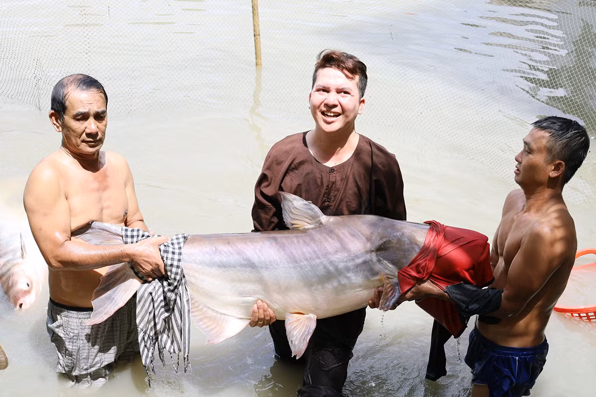Mỗi con cá tra dầu nặng từ 100 - 150kg.