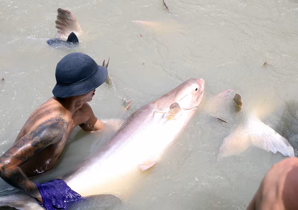 Đàn cá tra dầu 40 con, mỗi con nặng từ 100 - 150kg.