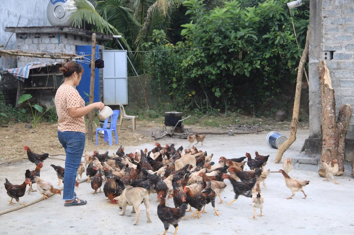 Hiệu quả từ mô hình kinh tế tổng hợp được đầu tư từ vốn vay chính sách cũng giúp gia đình chị Hà Thị Hiên (Ba Lầm, Nuông Dăm, Kim Bôi) từng bước ổn định cuộc sống. Hiệu quả từ mô hình kinh tế tổng hợp được đầu tư từ vốn vay chính sách cũng giúp gia đình chị Hà Thị Hiên (Ba Lầm, Nuông Dăm, Kim Bôi) từng bước ổn định cuộc sống.