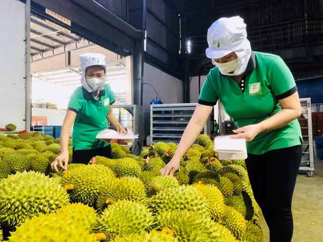 Trung Quốc tiêu thụ tới hơn 85% tổng sản lượng sầu riêng toàn cầu. Ảnh minh họa: IT. Trung Quốc tiêu thụ tới hơn 85% tổng sản lượng sầu riêng toàn cầu. Ảnh minh họa: IT.