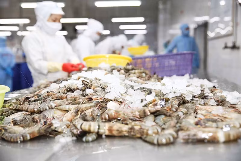 Xuất khẩu tôm giữ vai trò chủ lực trong kim ngạch xuất khẩu ngành thủy sản. Ảnh minh họa: IT. Xuất khẩu tôm giữ vai trò chủ lực trong kim ngạch xuất khẩu ngành thủy sản. Ảnh minh họa: IT.