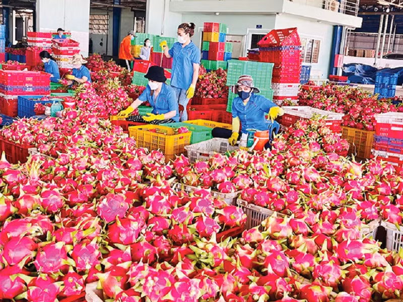 Sau nhiều năm, thanh long đã tìm lại vị trí dẫn đầu trong kim ngạch xuất khẩu rau quả. Ảnh minh họa: IT.