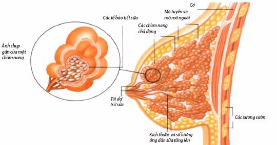 Bài thuốc chữa tắc tia sữa hiệu quả ảnh 1 Bài thuốc chữa tắc tia sữa hiệu quả ảnh 1
