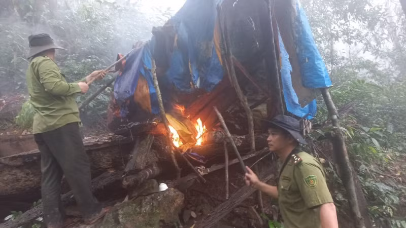 Phá hủy lán trại nơi lâm tặc trú chân nhiều ngày để khai thác lâm sản trái phép. Ảnh: CTV Phá hủy lán trại nơi lâm tặc trú chân nhiều ngày để khai thác lâm sản trái phép. Ảnh: CTV