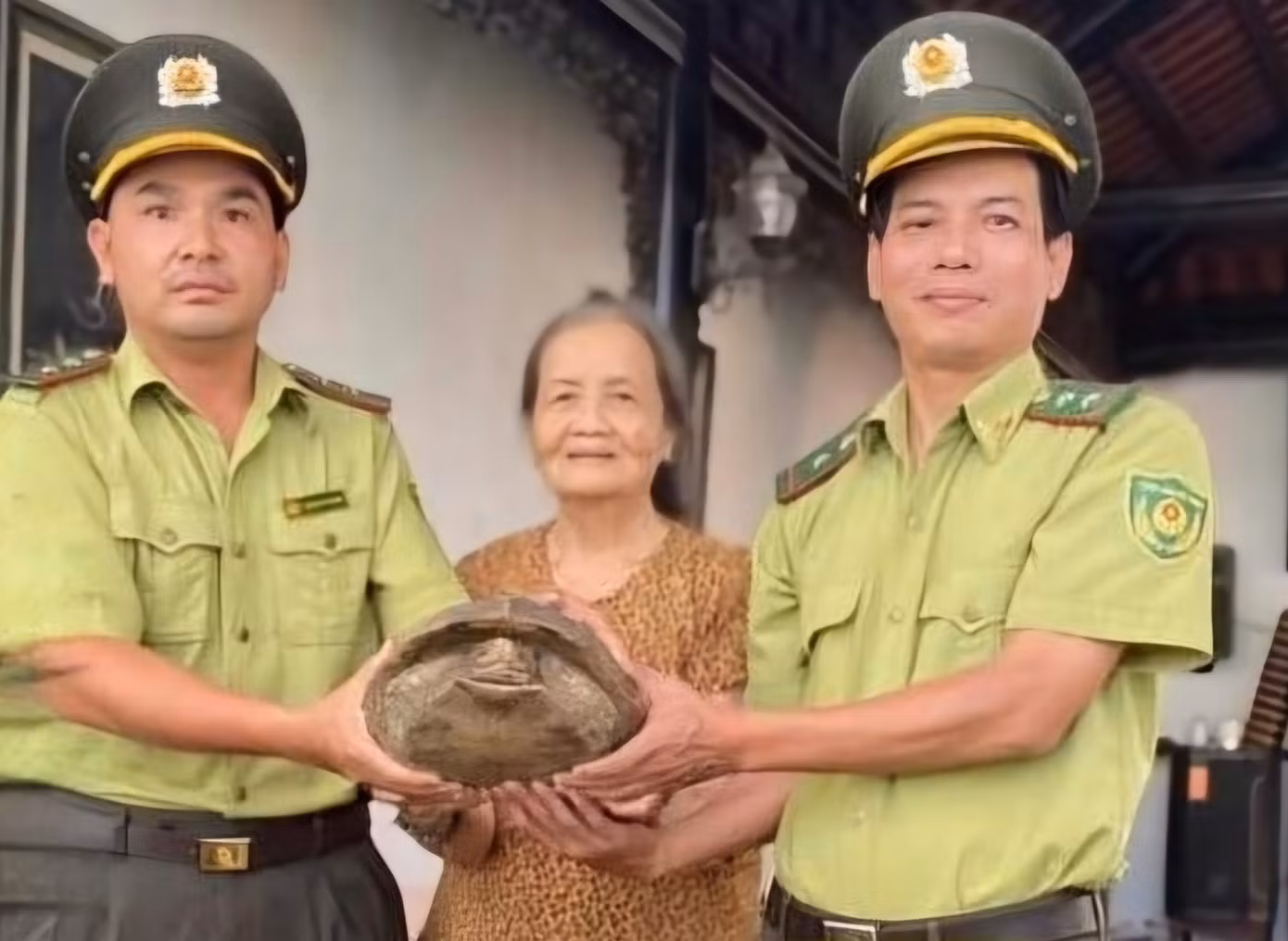 Người dân tự nguyện giao nộp rùa đất lớn quý hiếm cho lực lượng kiểm lâm. Người dân tự nguyện giao nộp rùa đất lớn quý hiếm cho lực lượng kiểm lâm.