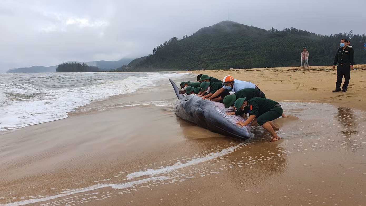 Tổ chức cứu hộ cá voi