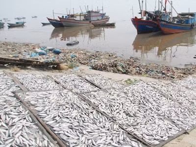 Cá nục được phơi ngay cạnh nơi bãi rác ở xã Ngư Lộc ( Hậu Lộc, Thanh Hóa)
