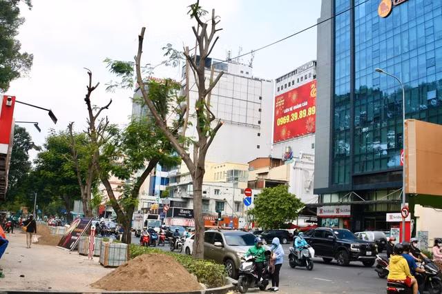Cây xanh bị cắt gọn tán trên đường Nguyễn Thị Minh Khai. ẢNH: ÁI MY. Cây xanh bị cắt gọn tán trên đường Nguyễn Thị Minh Khai. ẢNH: ÁI MY.