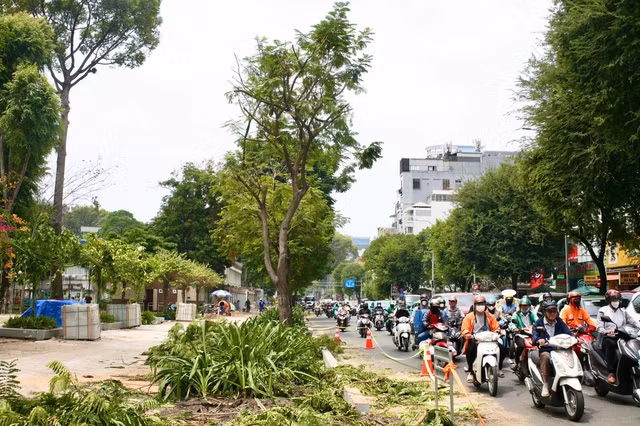 Cây xanh bị xâm hại trong quá trình thi công vỉa hè đường Nguyễn Thị Minh Khai. ẢNH: ÁI MY. Cây xanh bị xâm hại trong quá trình thi công vỉa hè đường Nguyễn Thị Minh Khai. ẢNH: ÁI MY.