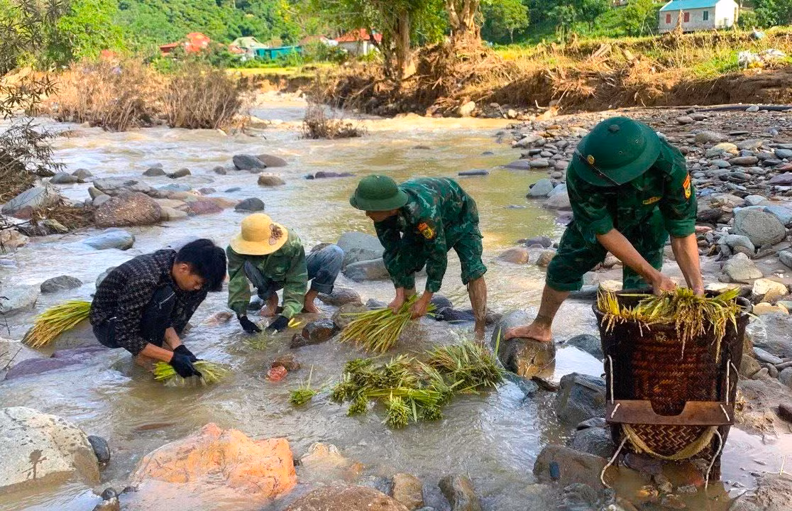 Nhiều diện tích lúa bị đất đá vùi lấp, các cán bộ chiến sĩ phải bới đất để thu hoạch lúa rồi mang ra suối để rửa. Nhiều diện tích lúa bị đất đá vùi lấp, các cán bộ chiến sĩ phải bới đất để thu hoạch lúa rồi mang ra suối để rửa.