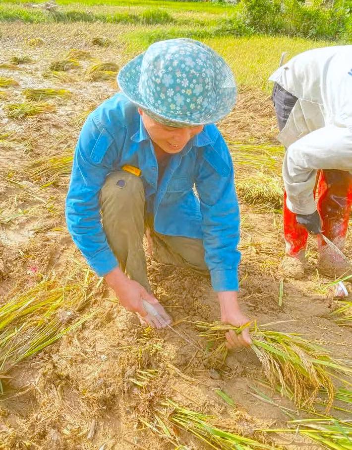 Sau khi lũ rút, người dân đã ra đồng bới bùn đất mong vớt vát những cây lúa chưa bị cuốn trôi. Sau khi lũ rút, người dân đã ra đồng bới bùn đất mong vớt vát những cây lúa chưa bị cuốn trôi.