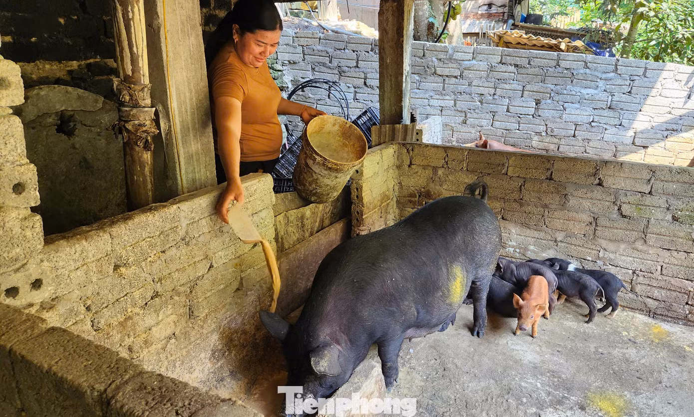 Mô hình nuôi lợn đen bản địa đang triển khai tốt, giúp người dân vươn lên thoát nghèo, phát triển kinh tế.
