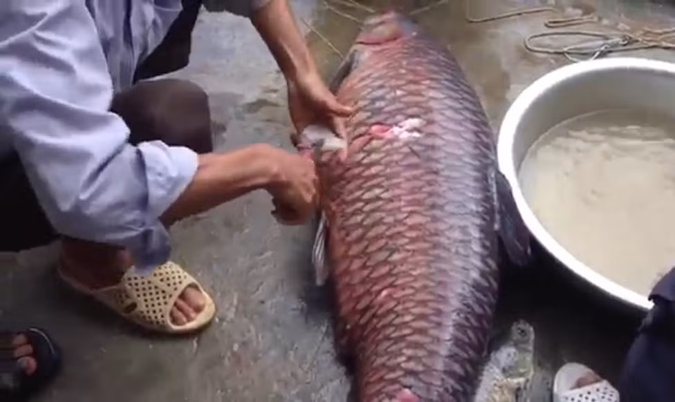 Trong mật cá có độc nên bác sỹ khuyến cáo người dân không được sử dụng mật cá. (Ảnh minh họa). Trong mật cá có độc nên bác sỹ khuyến cáo người dân không được sử dụng mật cá. (Ảnh minh họa).